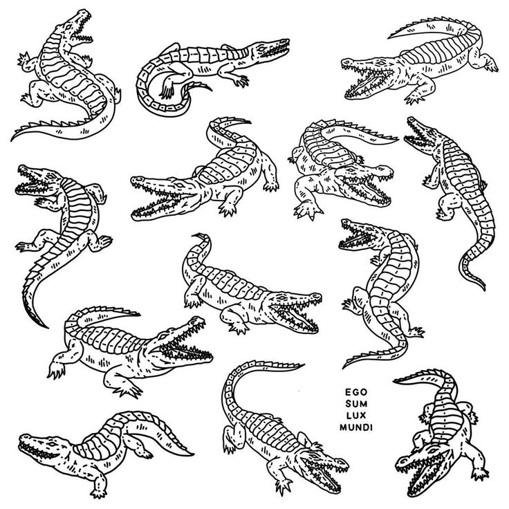 an image of alligators in different positions and sizes, including the head and tail