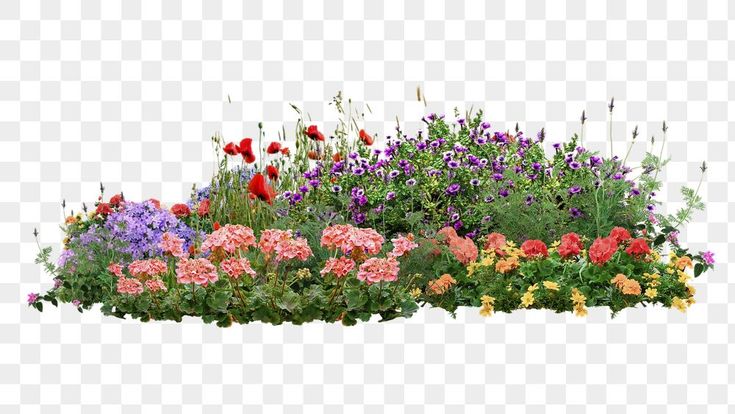 an assortment of colorful flowers on a white background, including pink and purple flowers with green leaves