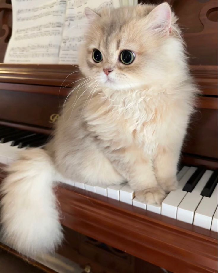 a fluffy white cat sitting on top of a piano keyboard with sheet music in the background