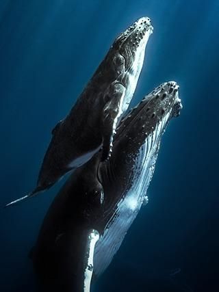 two humpbacks are swimming in the ocean with their tails sticking out from under water