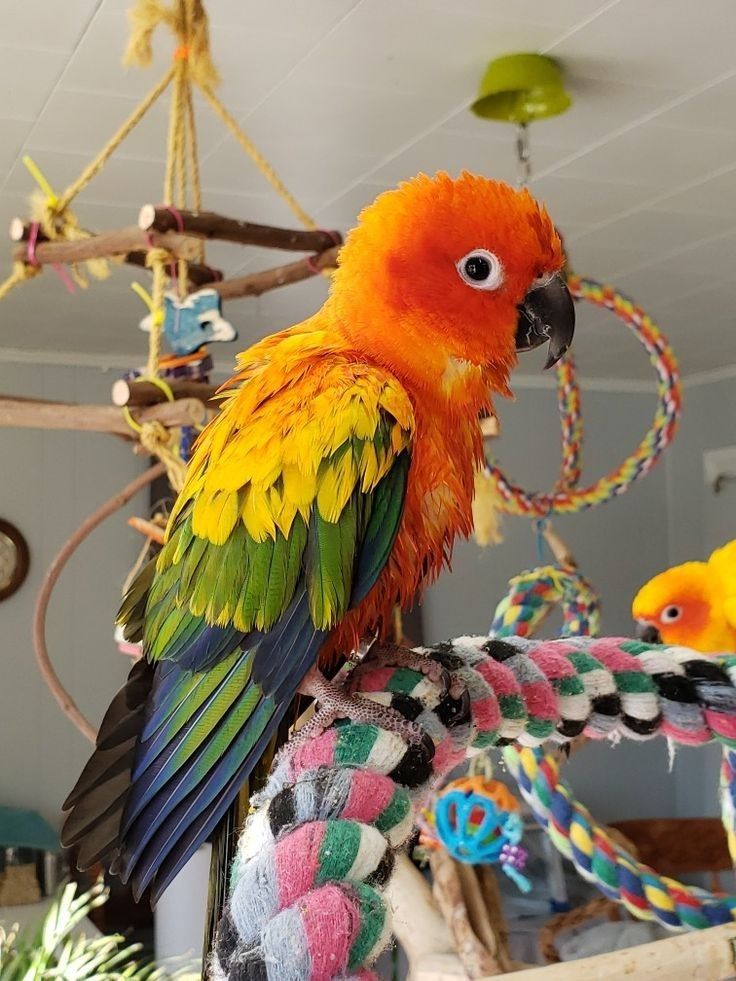 an orange and green parrot sitting on top of a wooden perch in front of a chandelier