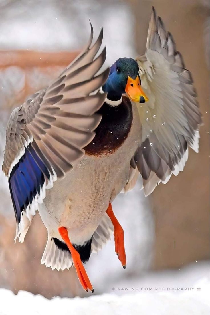 a bird with its wings spread in the air while it's landing on snow