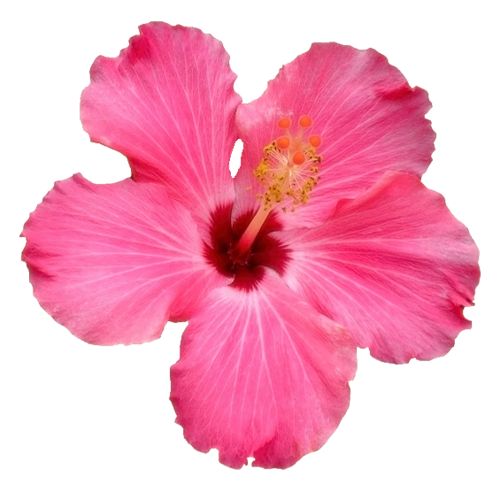 a pink flower on a white background