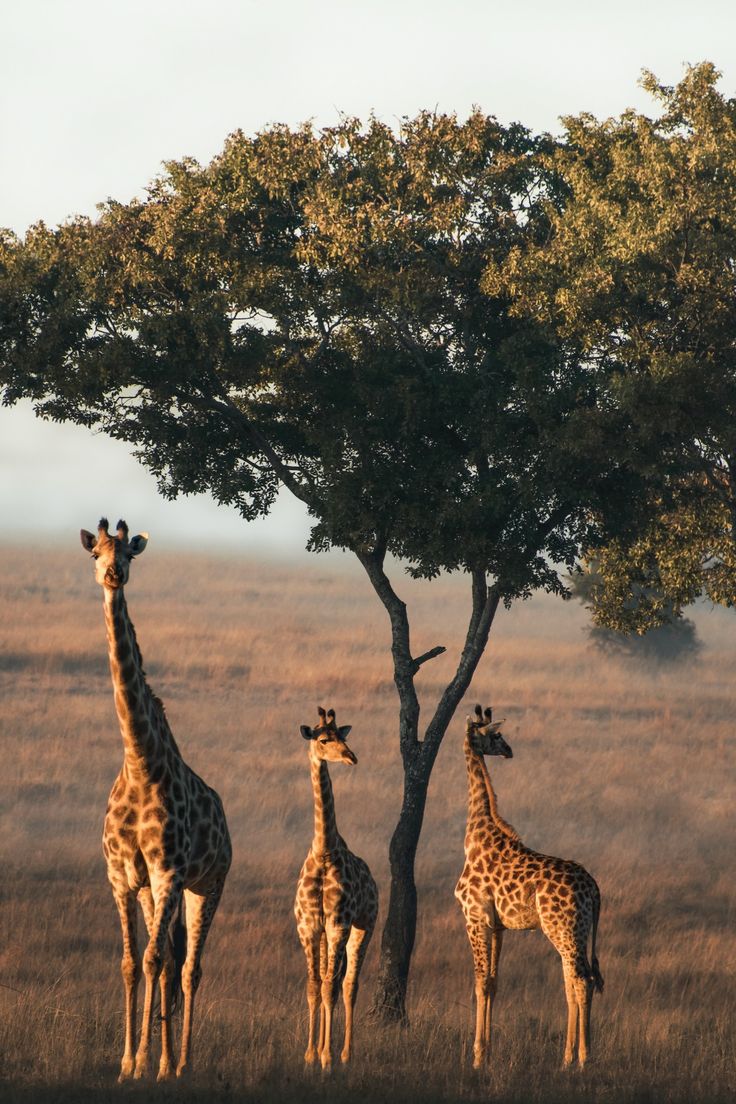 three giraffes standing under a tree in an open field with brown grass