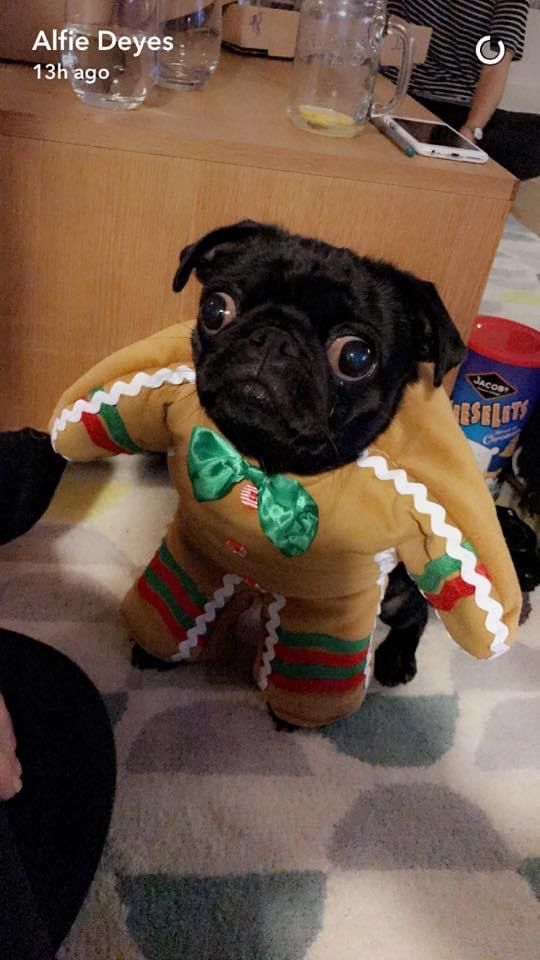 a pug dog dressed up as a gingerbread man with a green bow tie