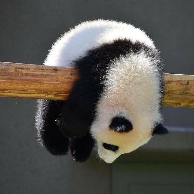 Fluffy Bear, Sleeping Bear, Senior Dog, A Puppy, Cute Panda, Panda Bear, Upside Down, Turning, Tumblr