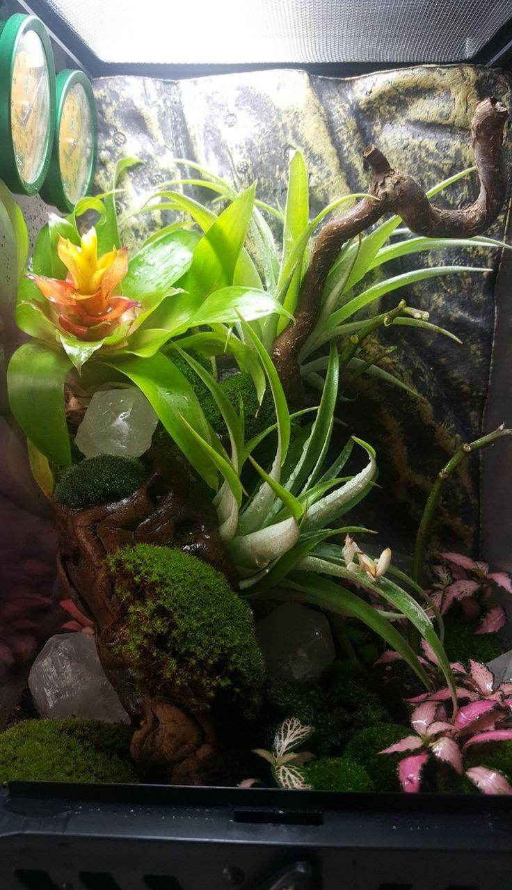 a fish tank filled with plants and rocks