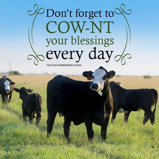 cows in a field with the words don't forget to cow - nt your blessing every day