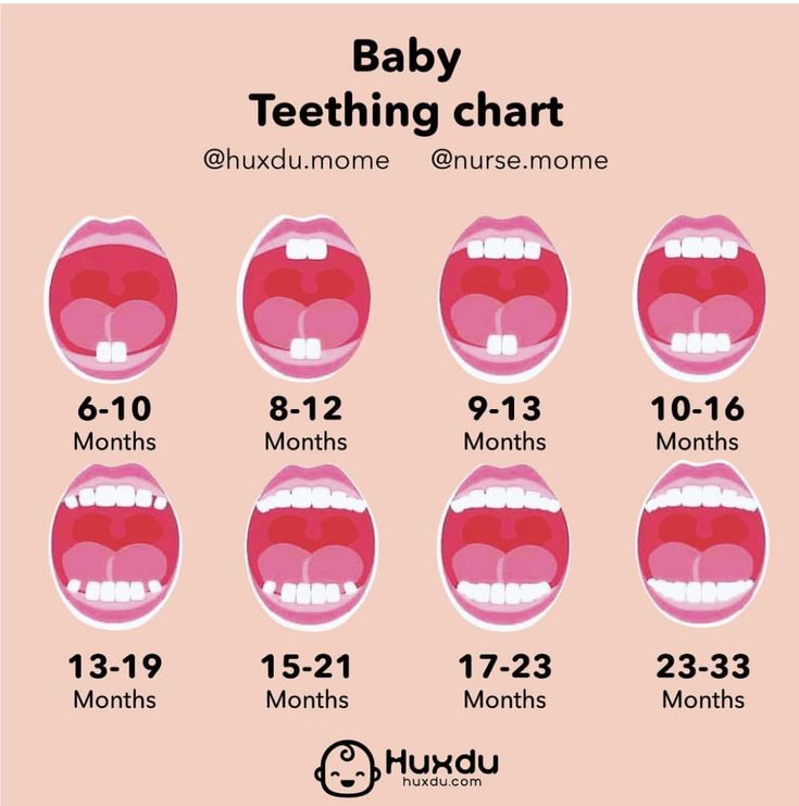 the baby teeth chart for each month