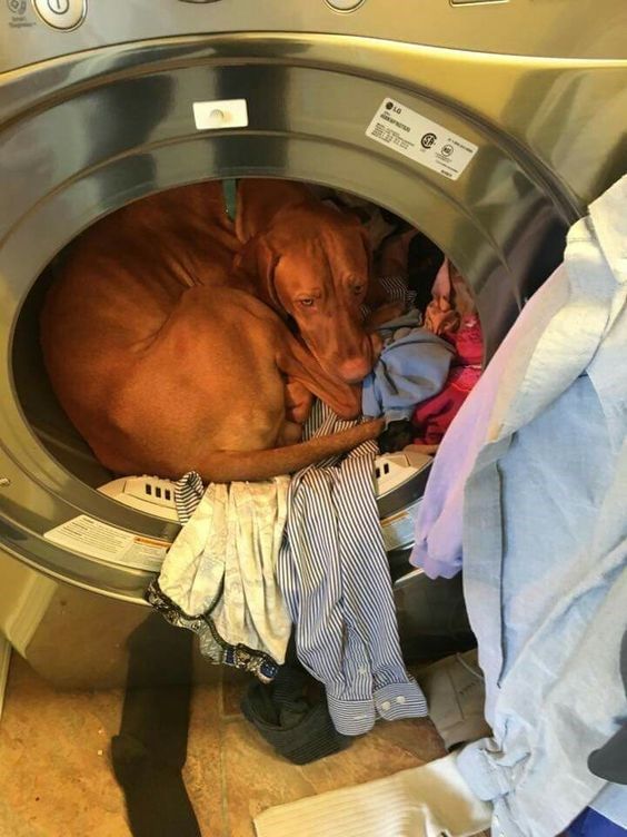 a dog is curled up in the front of a washing machine with clothes on it