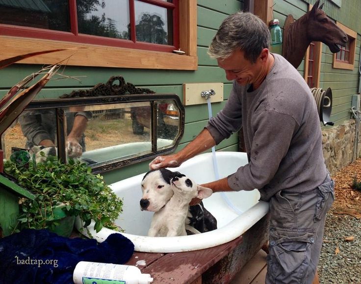 a man washes two baby goats in a bathtub outside his house with horses