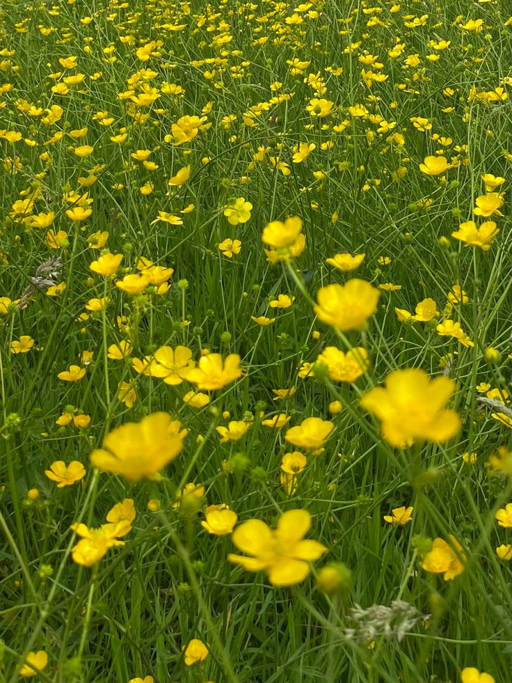 a field full of yellow flowers and green grass