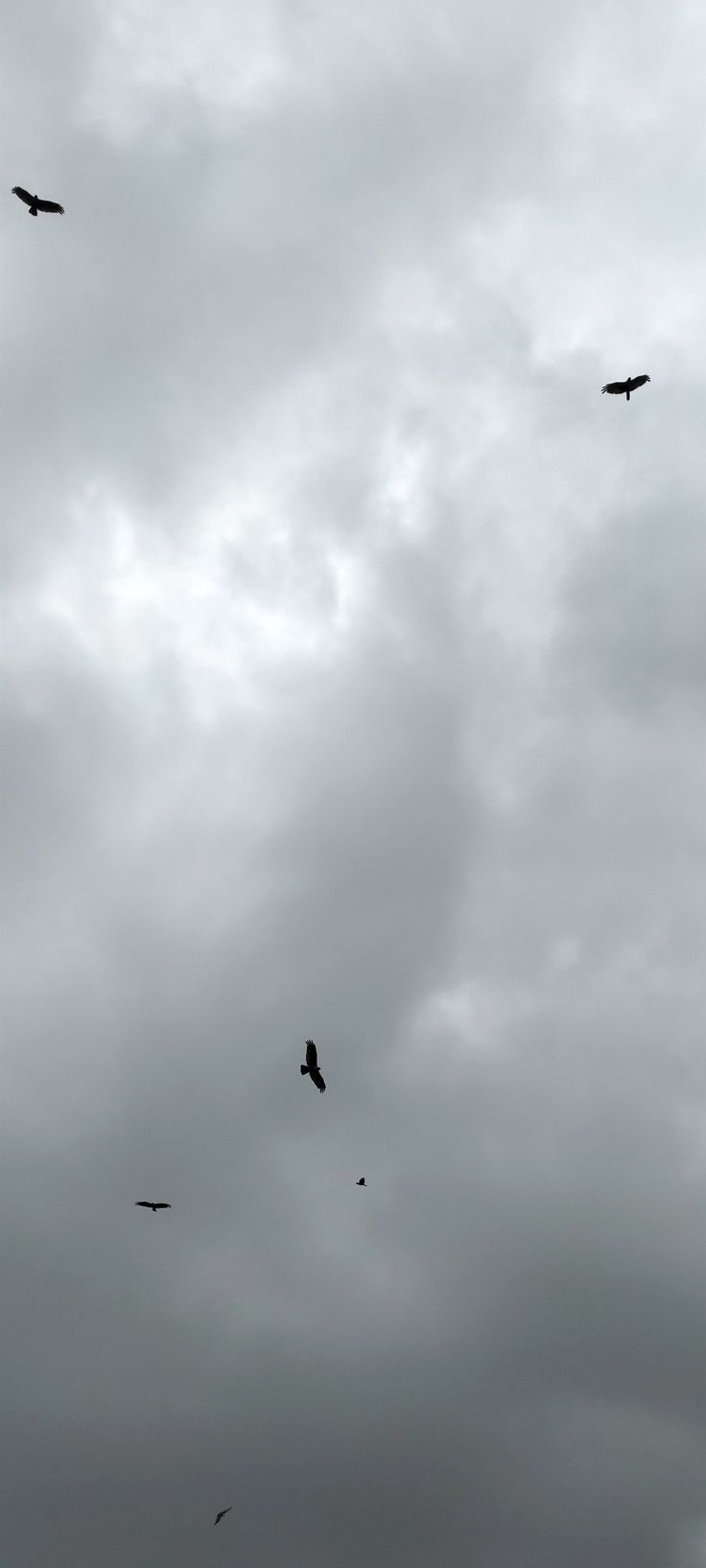 several birds flying in the sky on a cloudy day