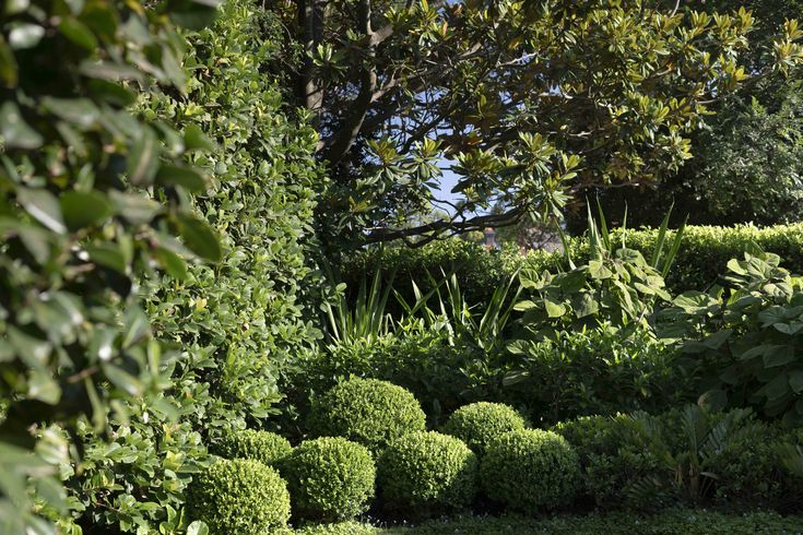 Interesting, textural low- and mid-level plantings bring layers of softness to this Sydney garden. Sydney Gardens, Planting Design, Landscape Services, Garden Photography, Plant Design, Pool Area, Landscape Architect, Backyard Garden, Botanical Gardens