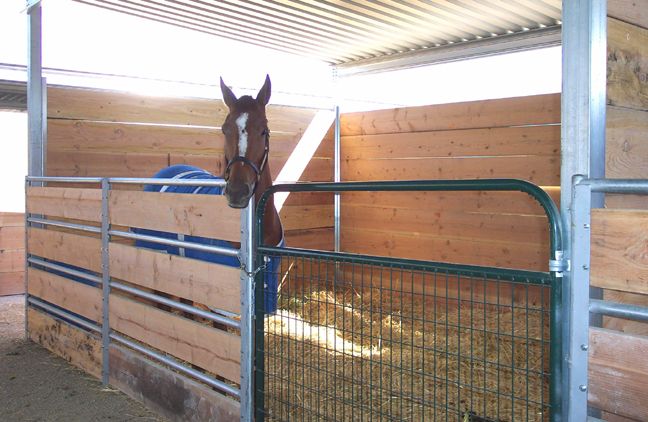 a horse sticking its head through the fence