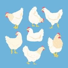 a group of white chickens standing next to each other on top of a blue background