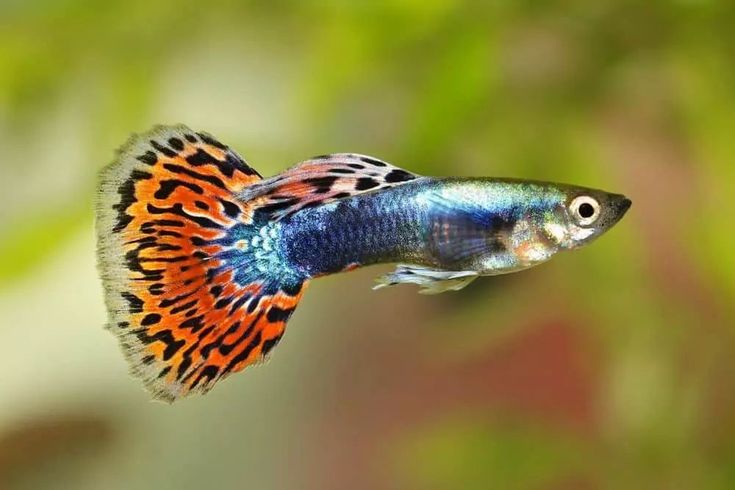 an orange, blue and black fish with spots on it's back end is swimming in the water