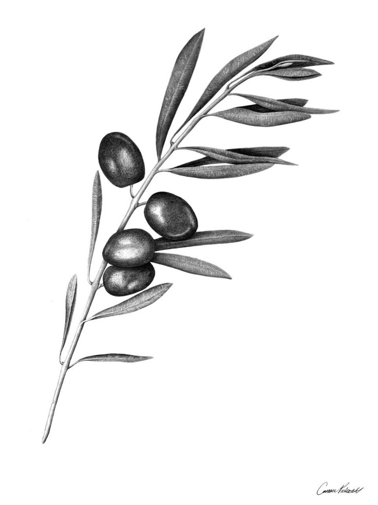 an olive branch with some leaves on it