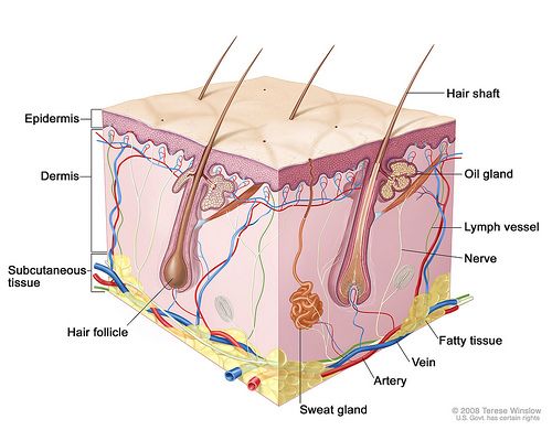 the structure of an animal's skin and its major structures are labeled in this diagram