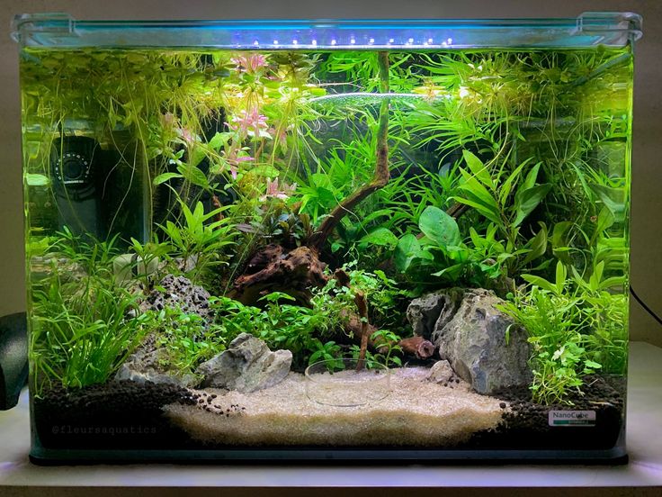 an aquarium filled with lots of plants and rocks