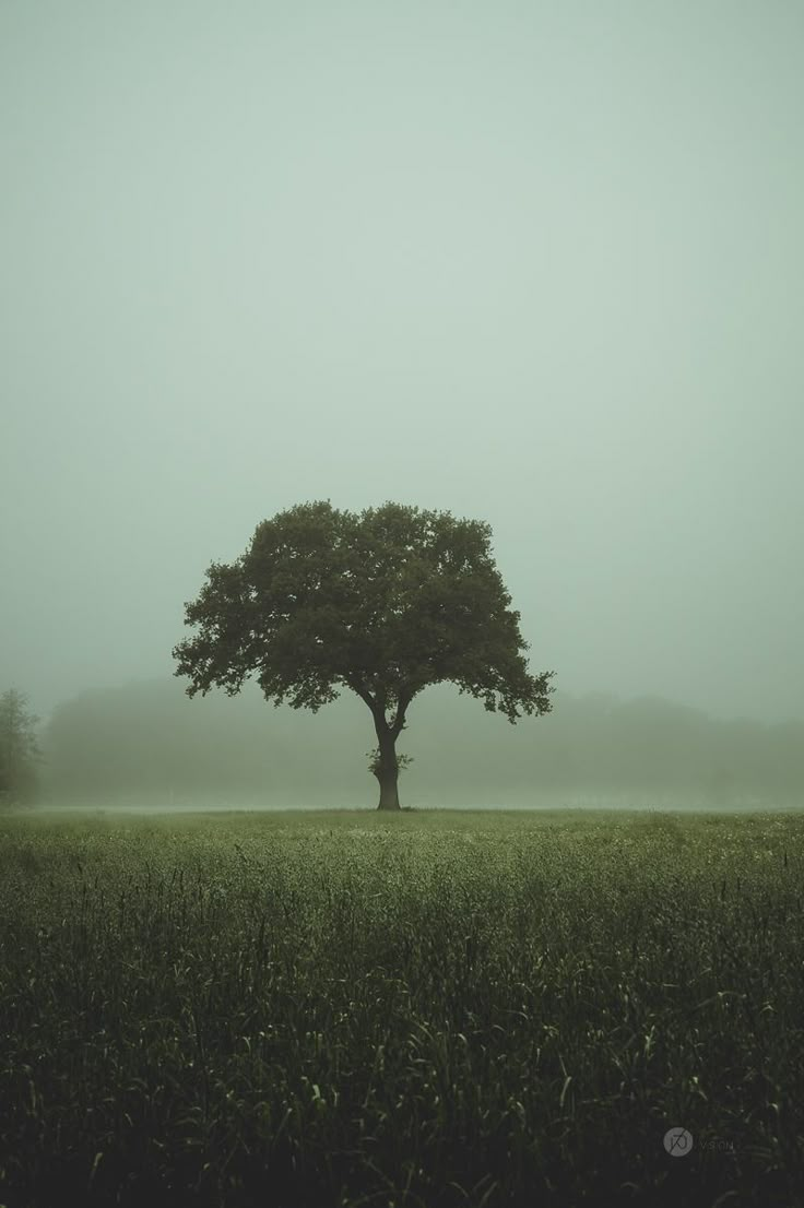 a lone tree in the middle of a foggy field