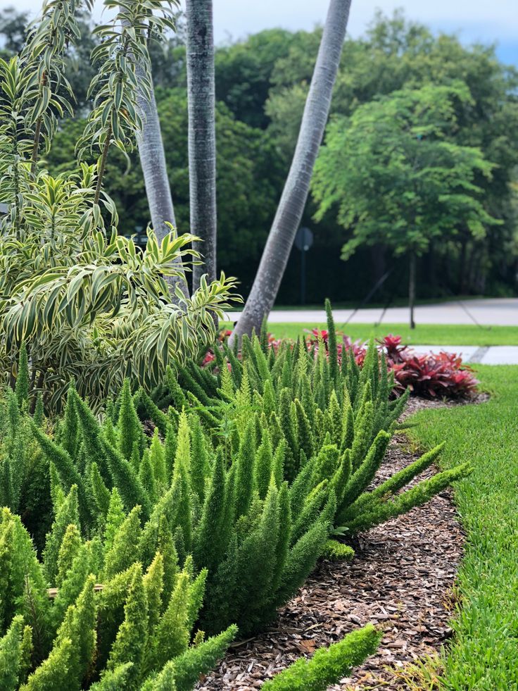 some very pretty plants in the grass by some trees and bushes with palm trees behind them