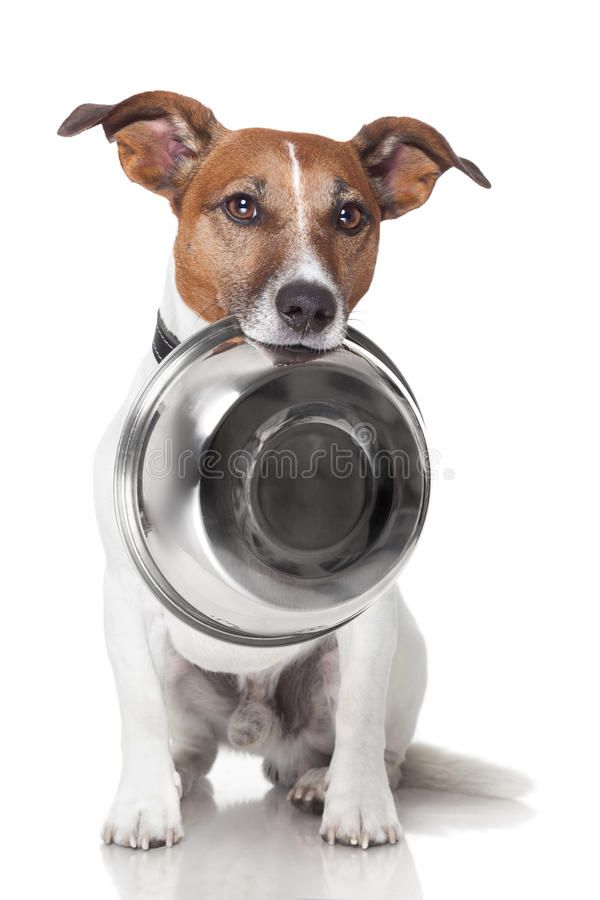 a brown and white dog holding a metal bowl in it's mouth