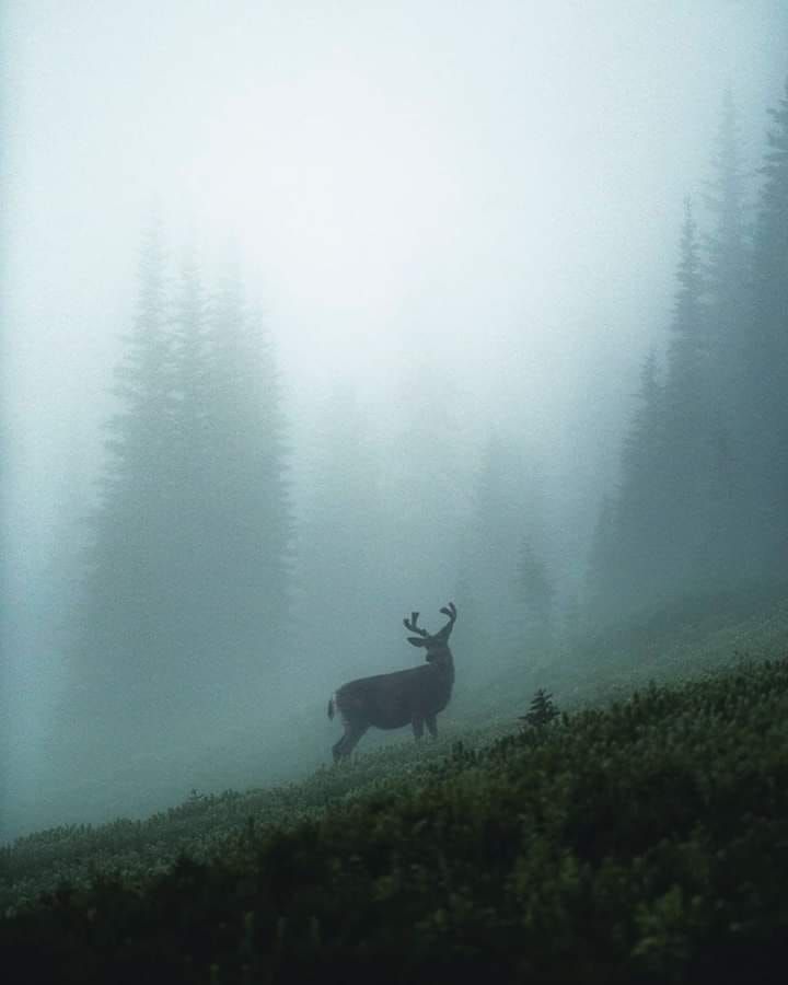 a deer standing in the middle of a foggy forest