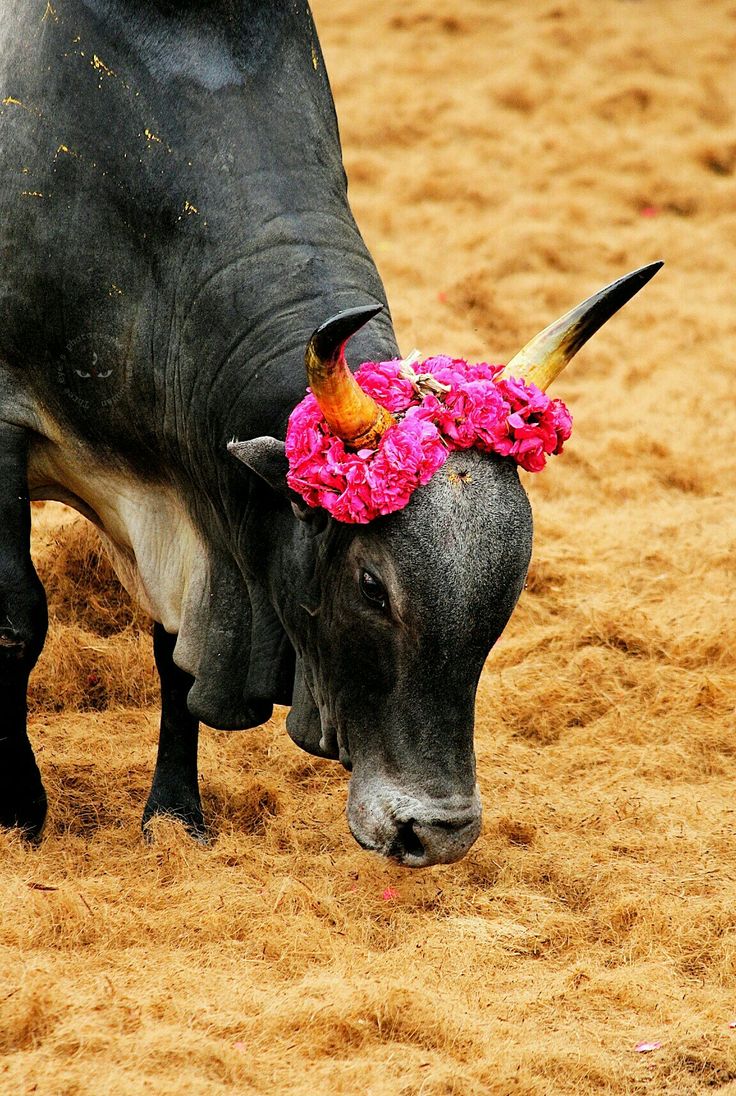 a bull with flowers on its head is standing in the dirt