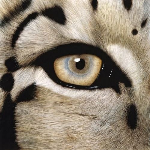 an animal's eye is shown with black dots on the white tiger's fur