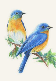 two birds sitting on top of a tree branch