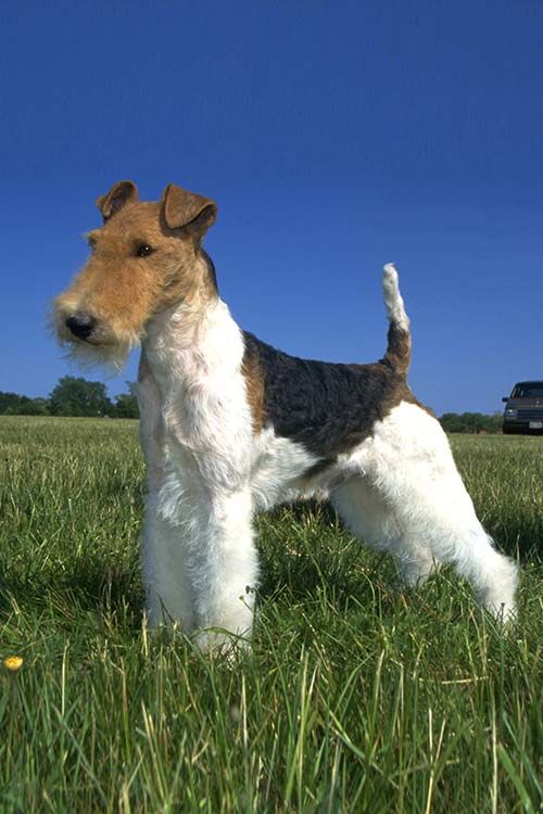 a dog standing on top of a lush green field next to a blue sky and white truck