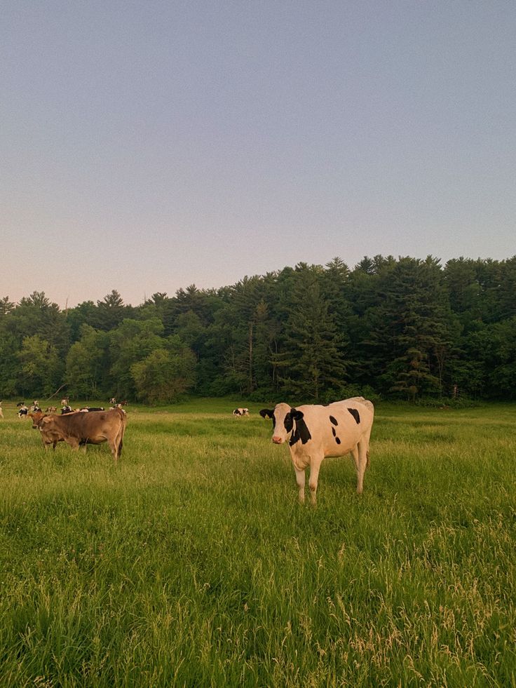 several cows are standing in a grassy field