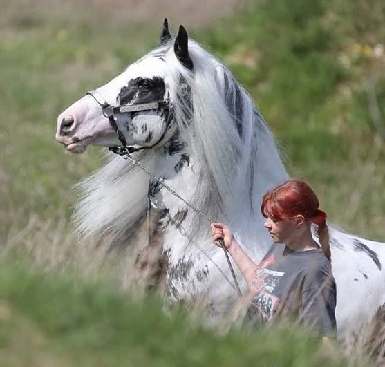 I Love My Horse Majestic Horses, Gorgeous Horses, Horse Things, Most Beautiful Animals, Majestic Horse, Horses And Dogs, All The Pretty Horses, Horse Crazy, Majestic Animals