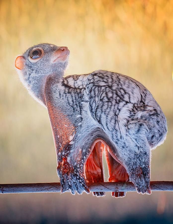 a small animal sitting on top of a metal bar next to a glass bottle filled with liquid