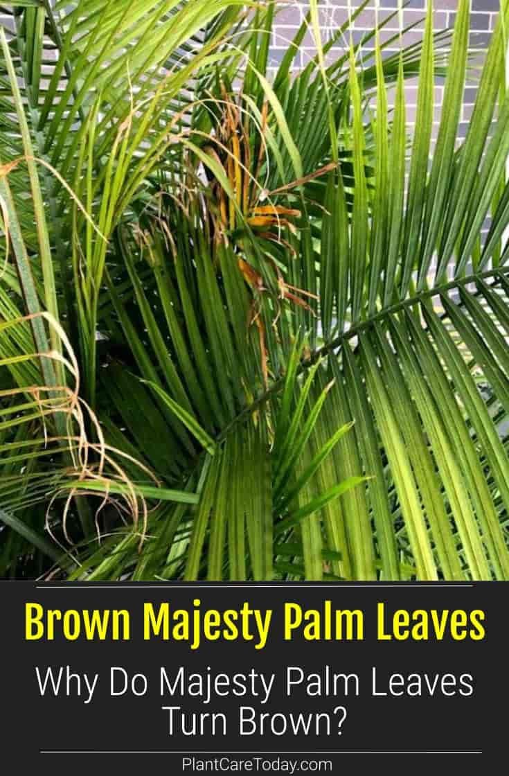 a palm tree with the words, brown malsey palm leaves why do maisy palm leaves turn brown?