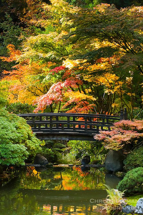 a bridge over a small pond surrounded by trees