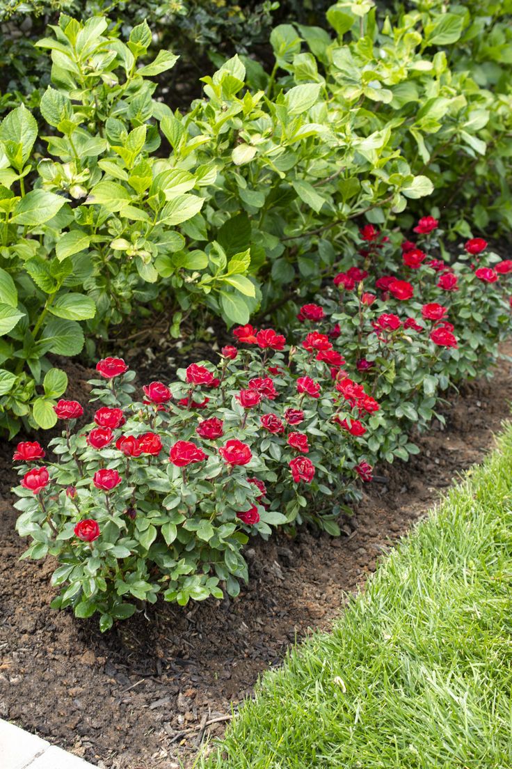 red and green flowers are growing in the ground next to each other on some grass