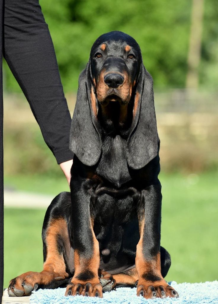 a black and brown dog sitting on top of a blue rug next to a person