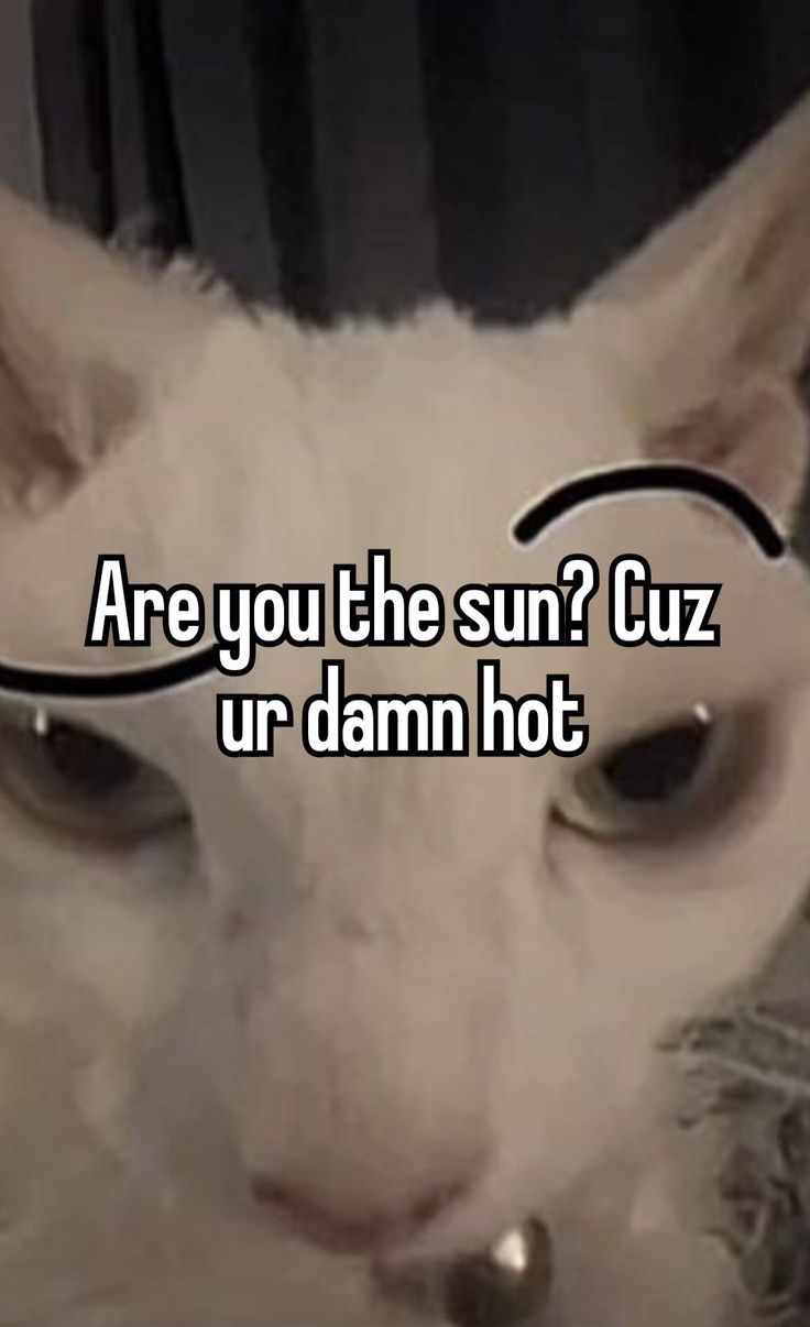 a white cat wearing glasses with the caption are you the sun? cuz ur damn hot