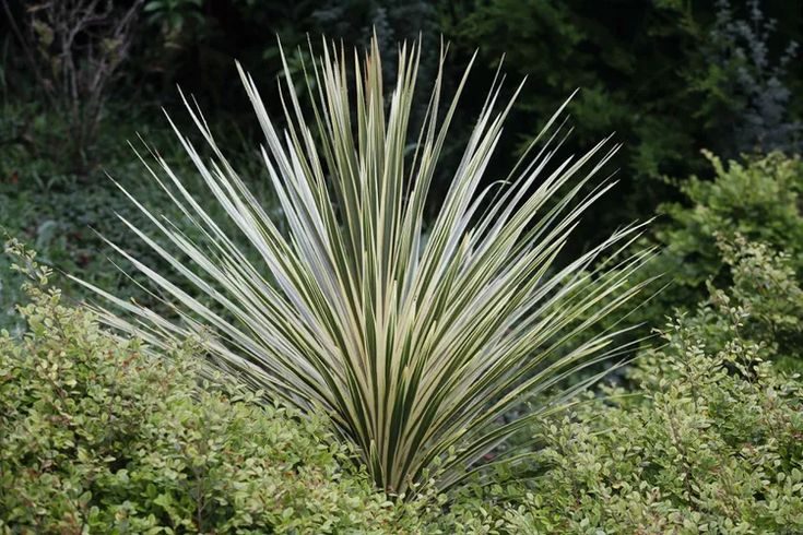 a large white plant sitting in the middle of some bushes