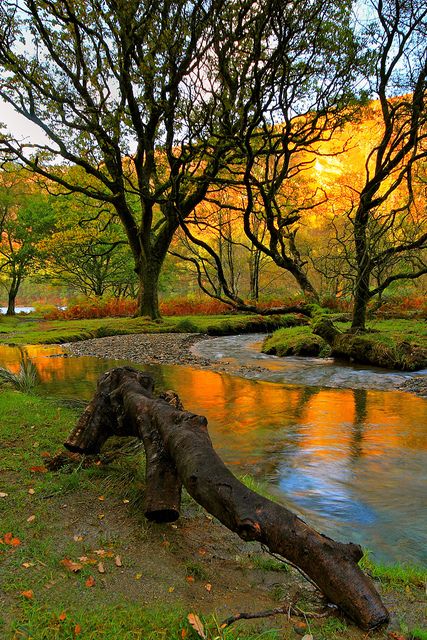 a river running through a lush green forest filled with trees covered in fall leaves and foliage