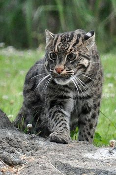 a cat walking across a grass covered field