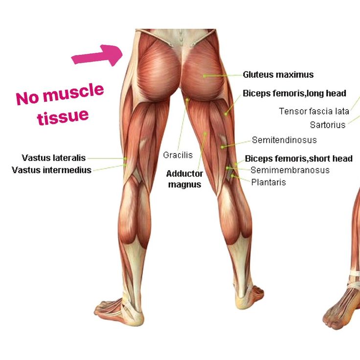 the muscles are labeled in this diagram