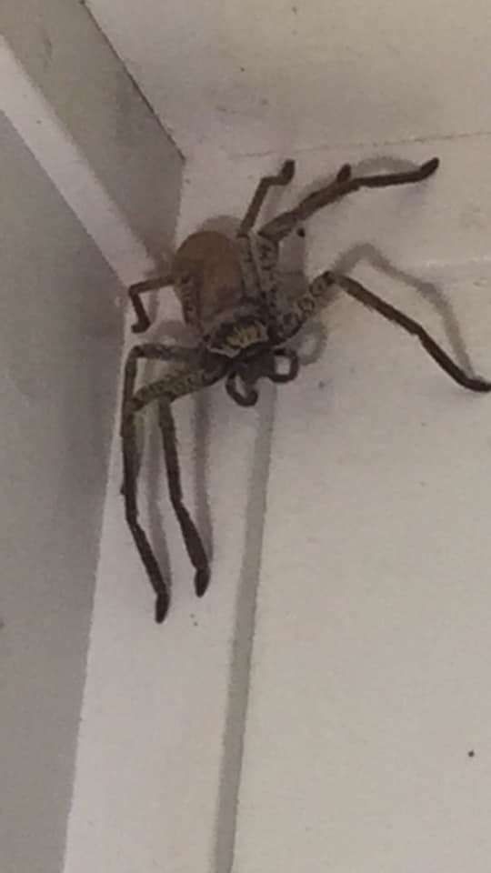 a large spider crawling on the side of a white wall next to a door way