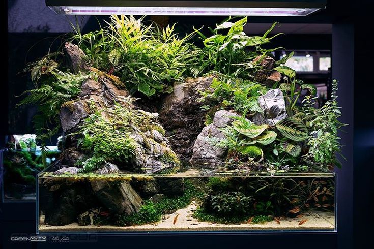 an aquarium filled with lots of plants and rocks