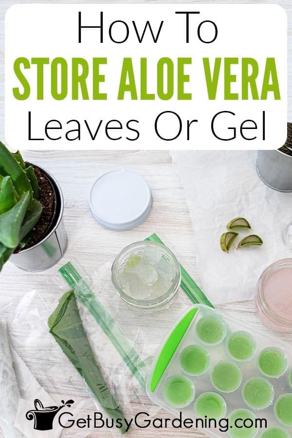 aloe vera leaves or gel on a table with text overlay that reads how to store aloe vera leaves or gel