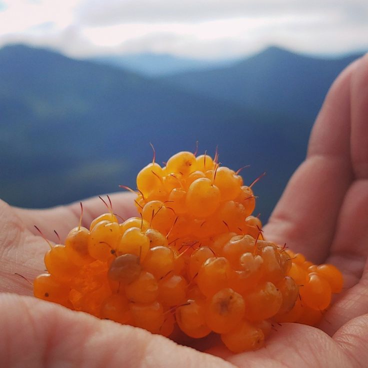 a hand holding some small yellow berries in it's palm, with mountains in the background