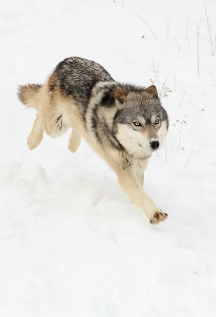 a wolf is running through the snow