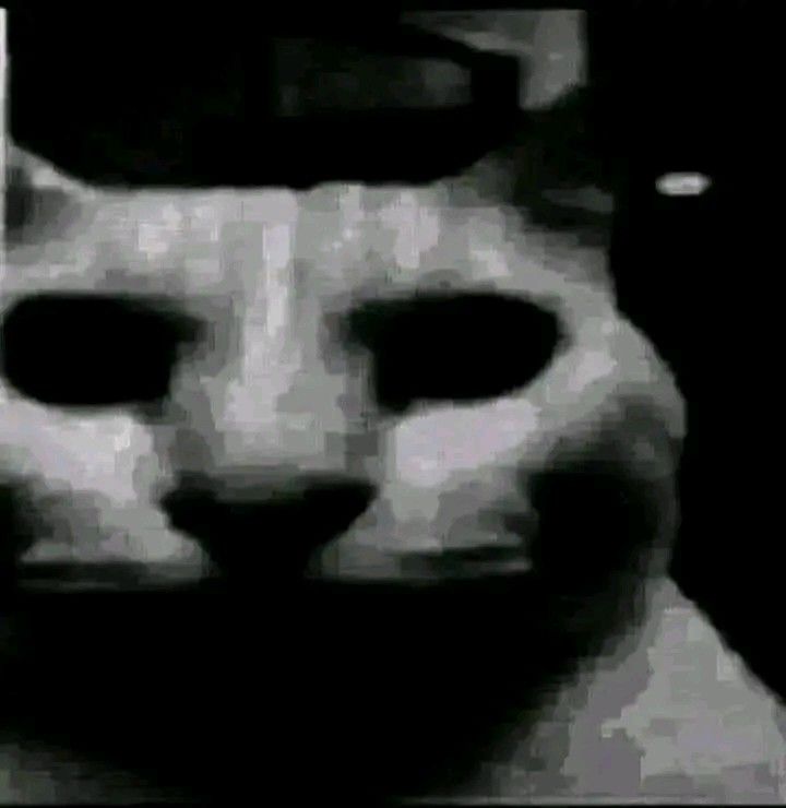 a black and white photo of a cat's face